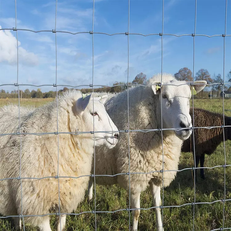 Farm Field Fence Cattle Field Fence